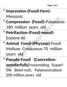 SET OF FOSSIL SPECIMEN