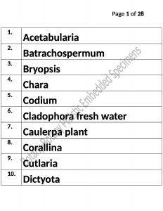 Botany Plastic Embedded 0 (1)